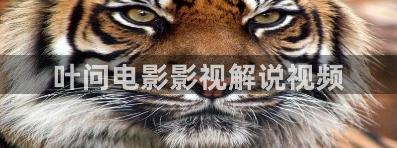 秋霞影视在线观看影院
