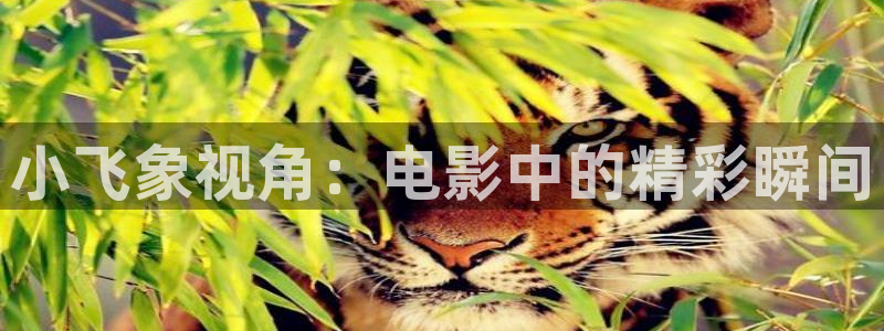 秋霞手机电影